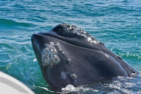 whales in hermanus season|The 9 best spots in Hermanus to watch whales 